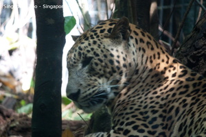 20090423 Singapore Zoo  41 of 97 